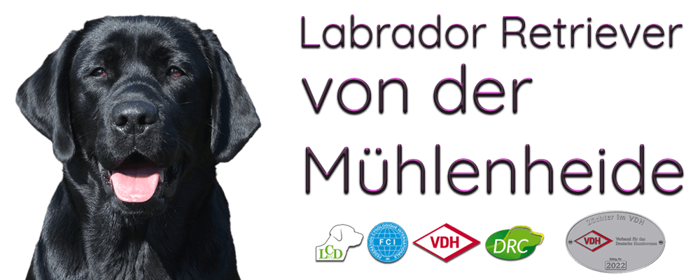 Labrador Retriever von der Mühlenheide Labrador Retriever von der Mühlenheide
