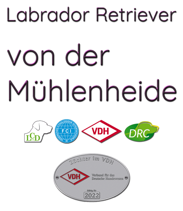 Labrador Retriever von der Mühlenheide LCD / VDH / FCI Willkommen im Kennel von der Mühlenheide