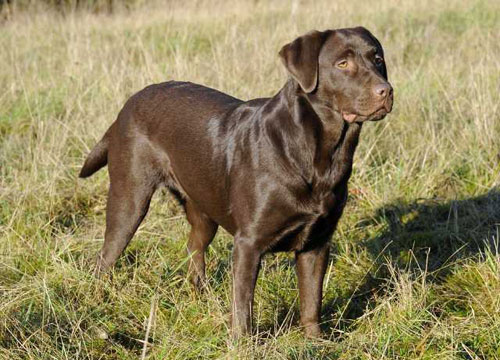 Bella von Bissenbrook *Birka* / Labradore von der Mühlenheide