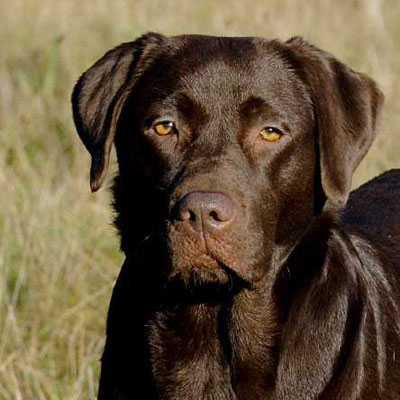 Bella von Bissenbrook *Birka* / Labradore von der Mühlenheide