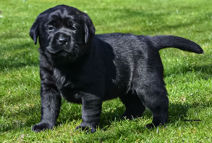 © Labrador Retriever von der Mühlenheide