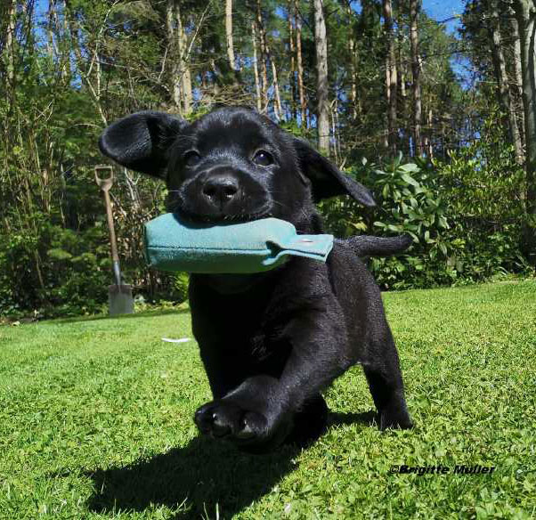 © Labrador Retriever von der Mühlenheide