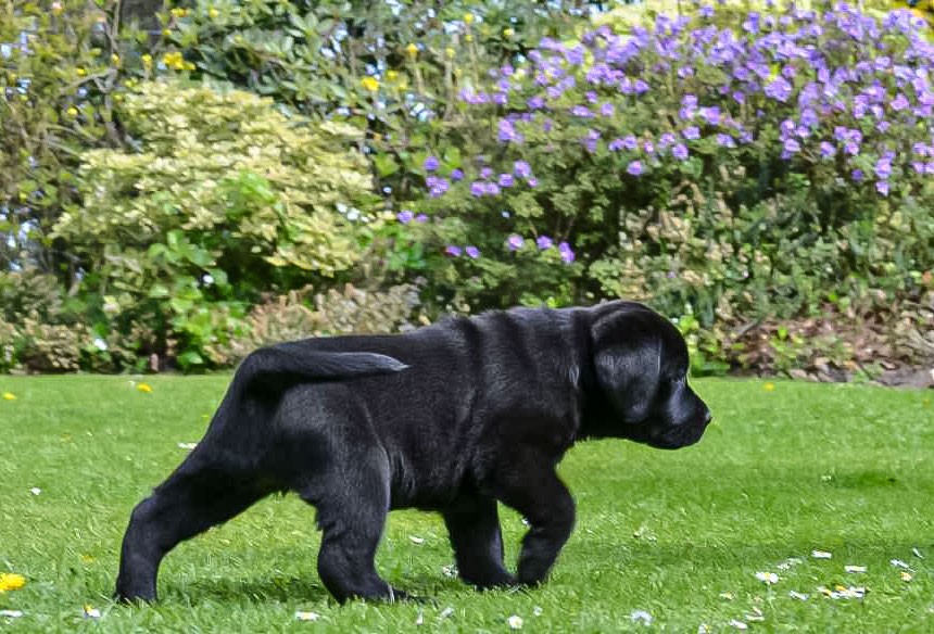 © Labrador Retriever von der Mühlenheide