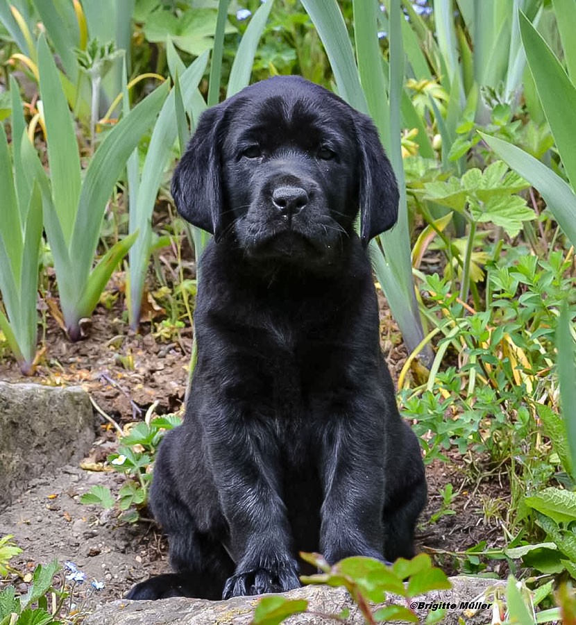 © Labrador Retriever von der Mühlenheide