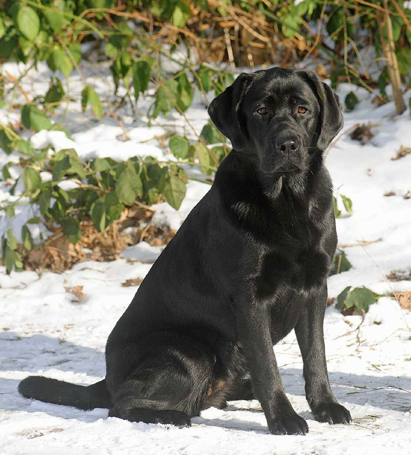© Labrador Retriever von der Mühlenheide