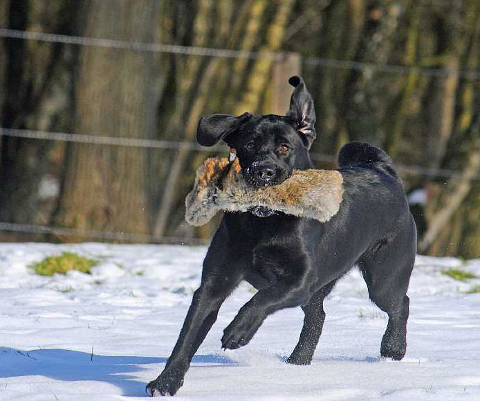 © Labrador Retriever von der Mühlenheide