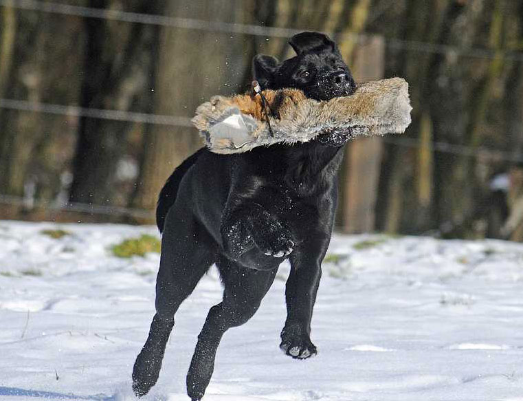 © Labrador Retriever von der Mühlenheide