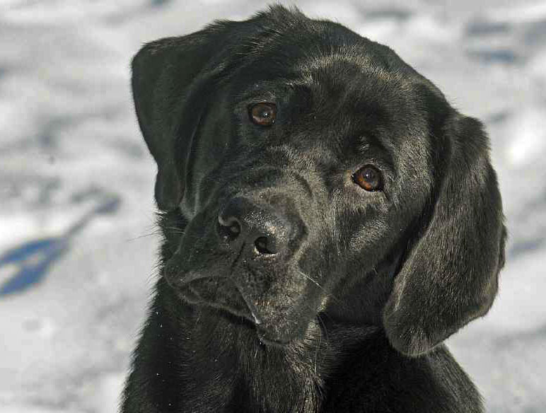 © Labrador Retriever von der Mühlenheide