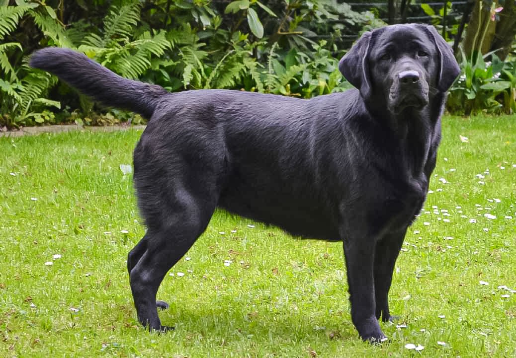 © Labrador Retriever von der Mühlenheide