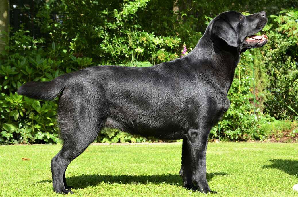 © Labrador Retriever von der Mühlenheide