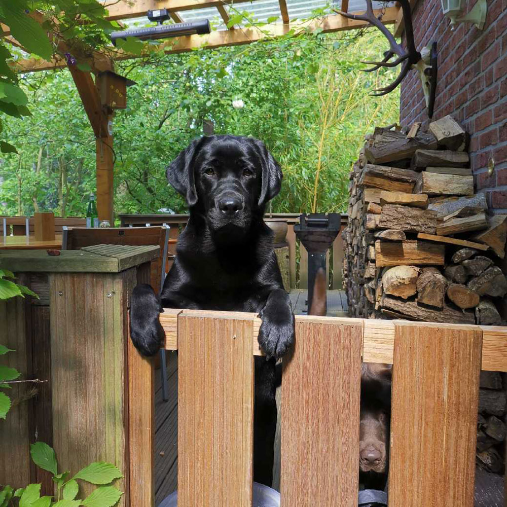 © Labrador Retriever von der Mühlenheide