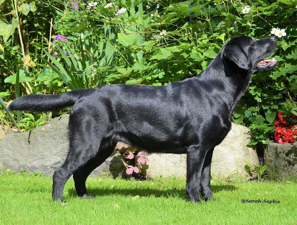 © Labrador Retriever von der Mühlenheide