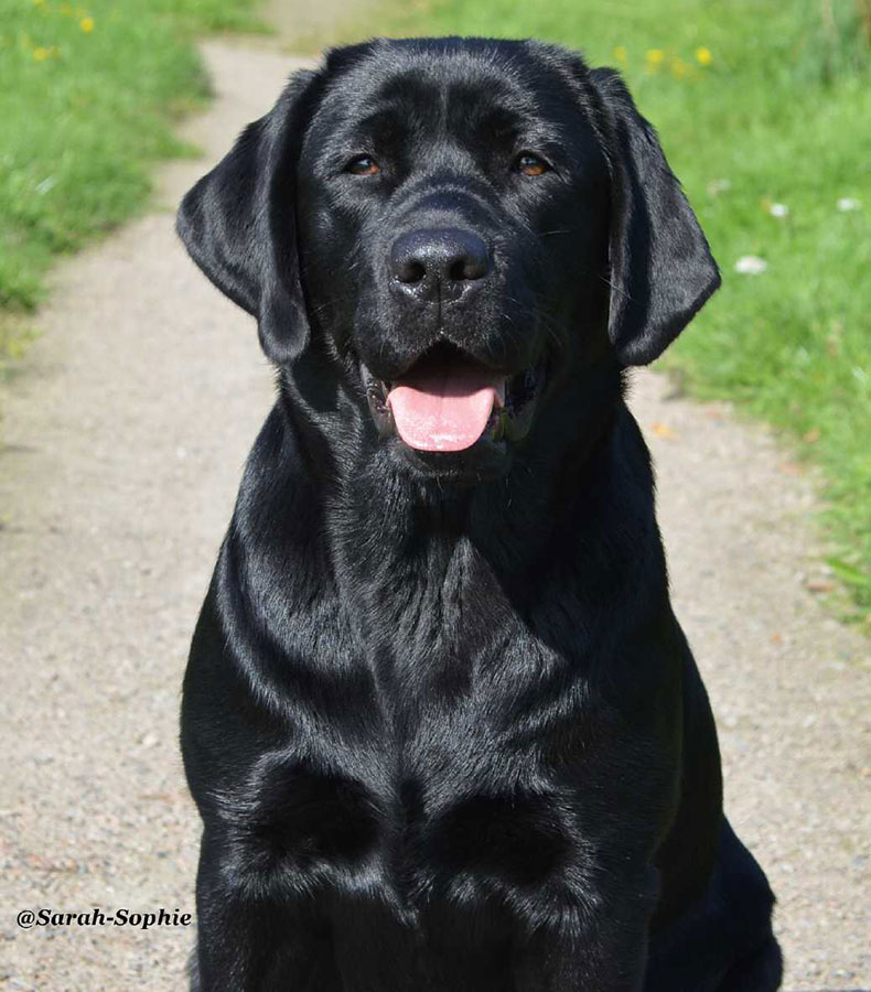 © Labrador Retriever von der Mühlenheide