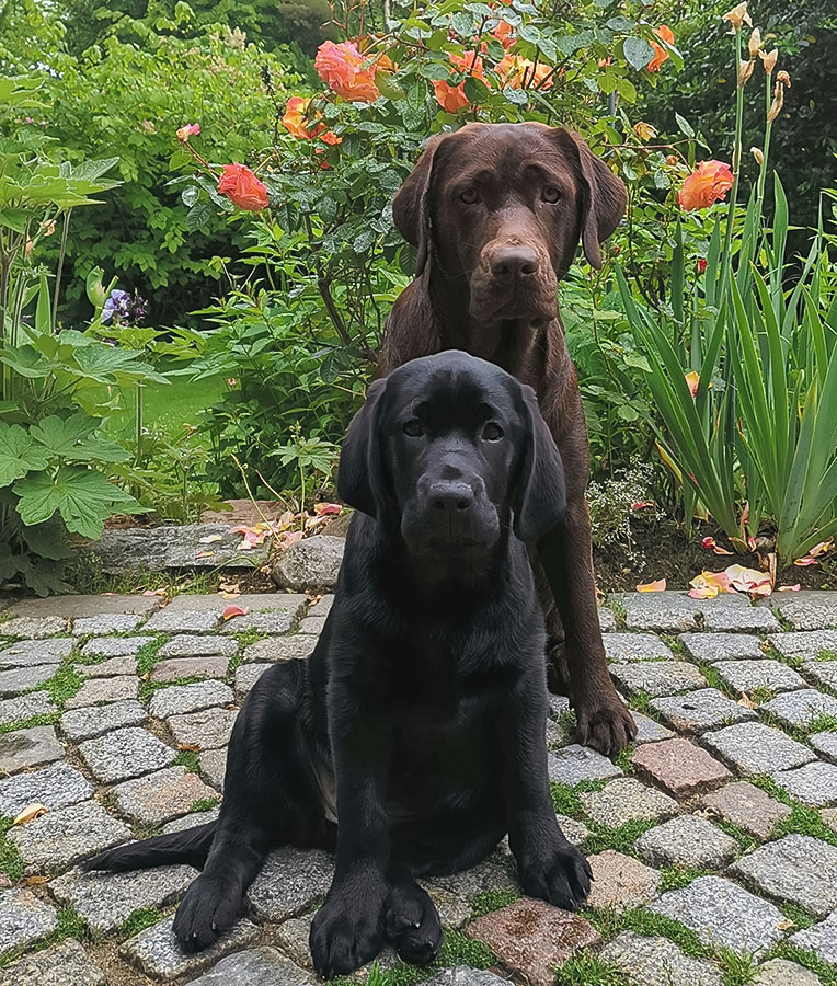 © Labrador Retriever von der Mühlenheide