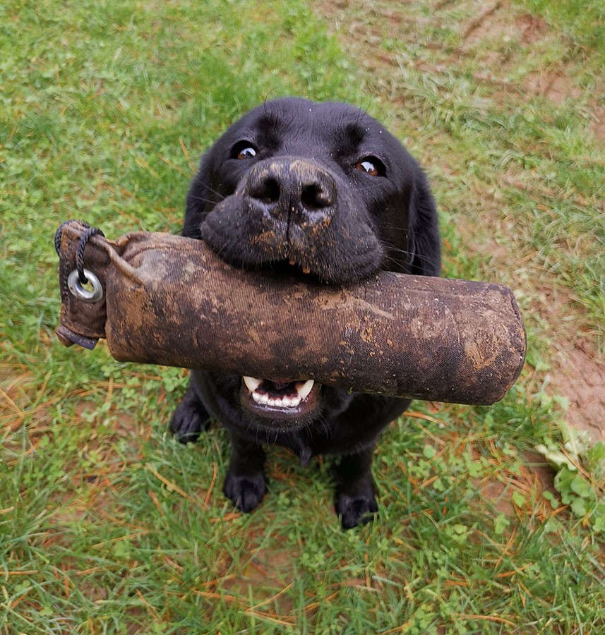 © Labrador Retriever von der Mühlenheide