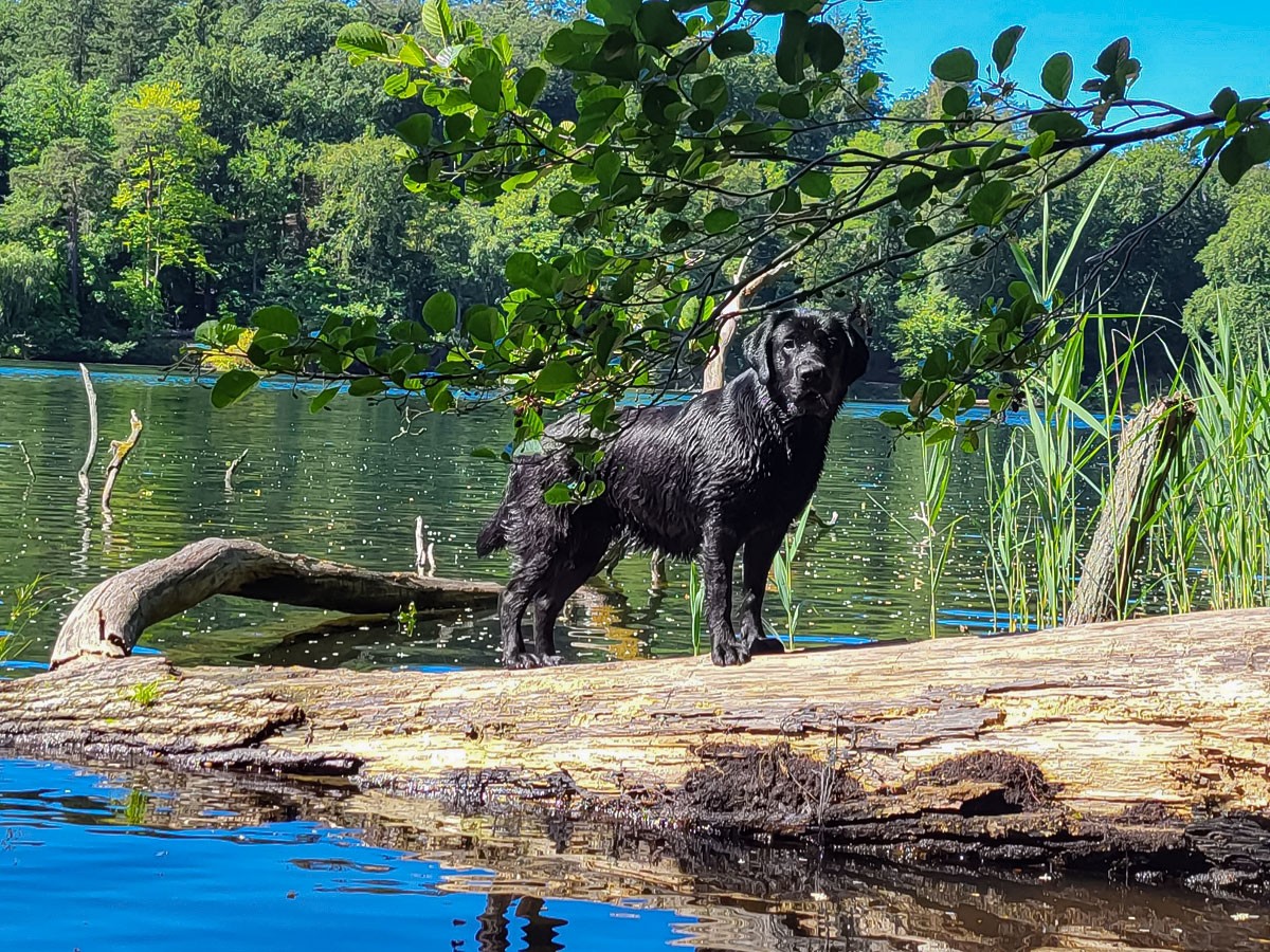 © Labrador Retriever von der Mühlenheide