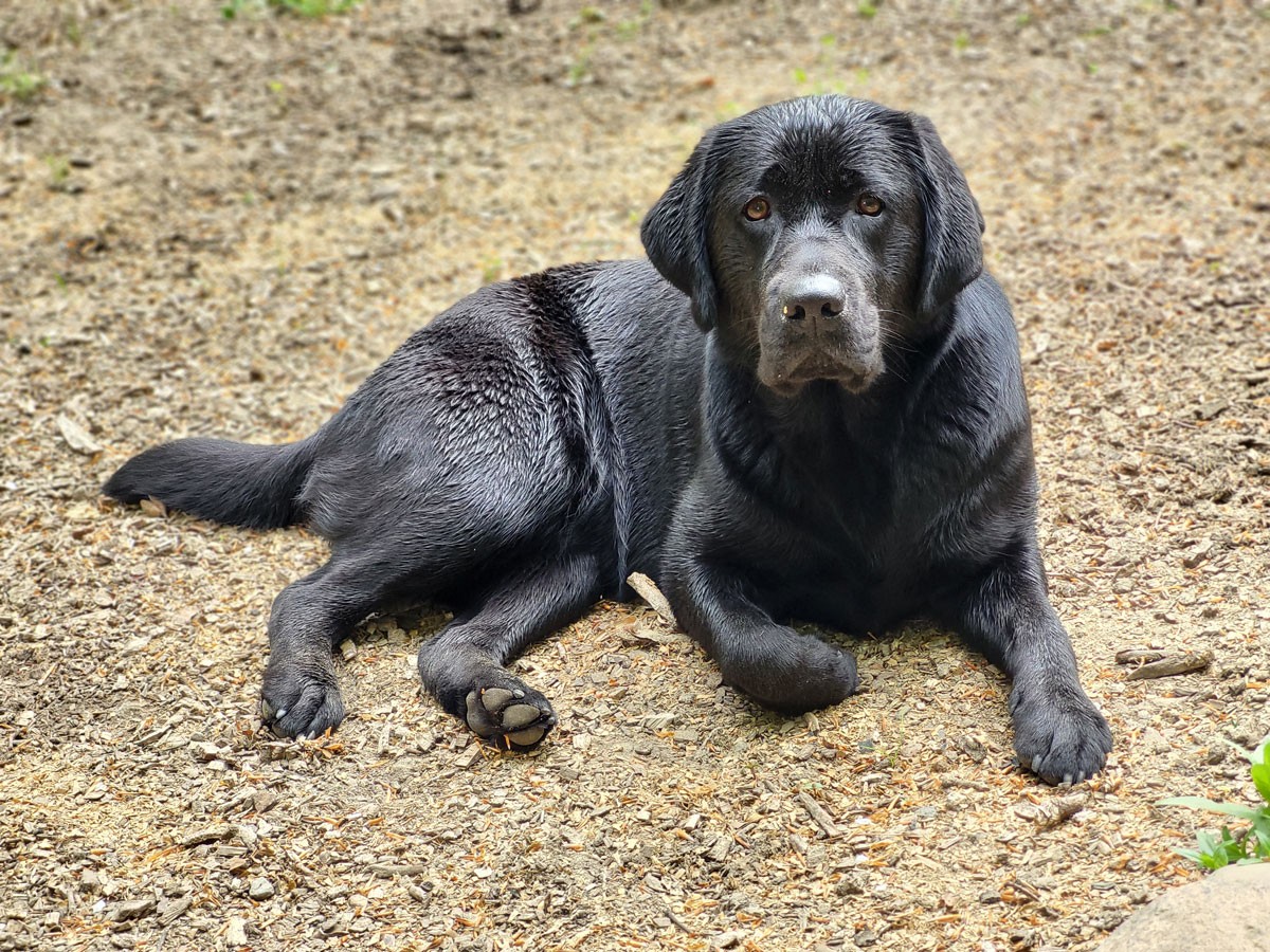 © Labrador Retriever von der Mühlenheide