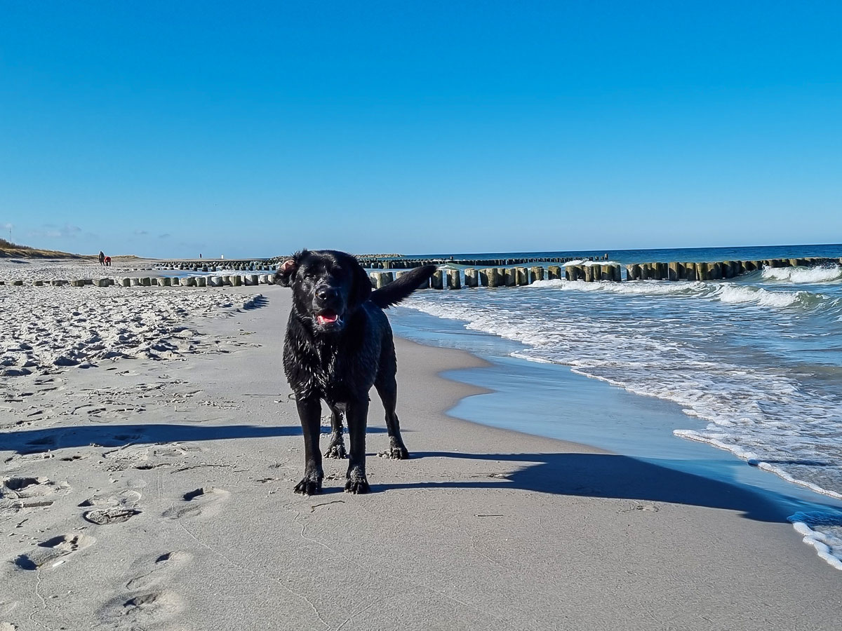 © Labrador Retriever von der Mühlenheide