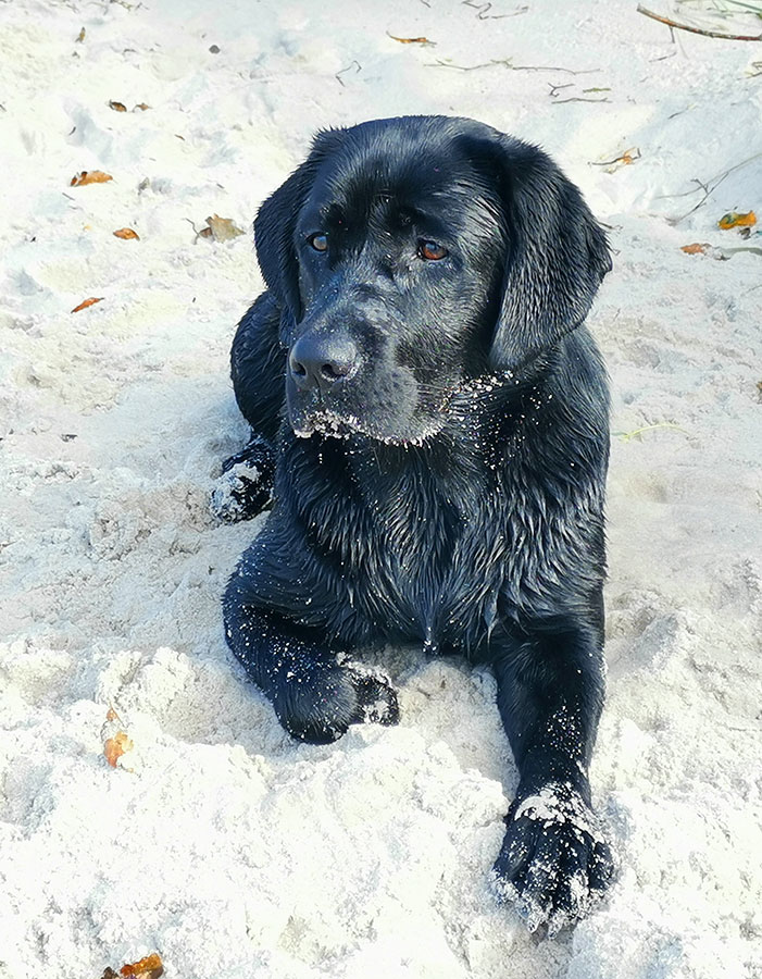 © Labrador Retriever von der Mühlenheide
