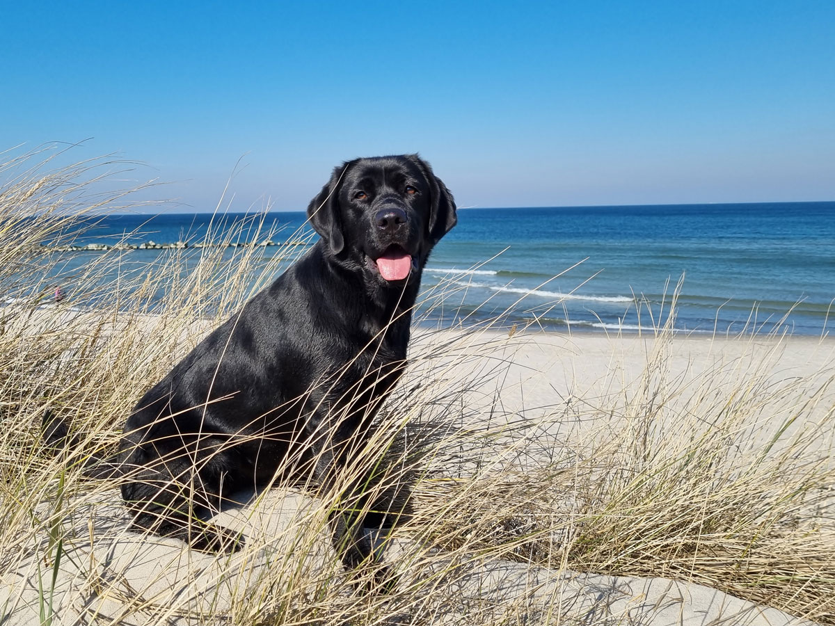 © Labrador Retriever von der Mühlenheide