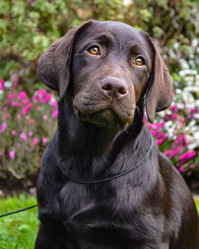 Labrador Retriever von der Mühlenheide Labrador Retriever von der Mühlenheide