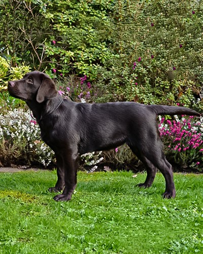 Labrador Retriever von der Mühlenheide Labrador Retriever von der Mühlenheide