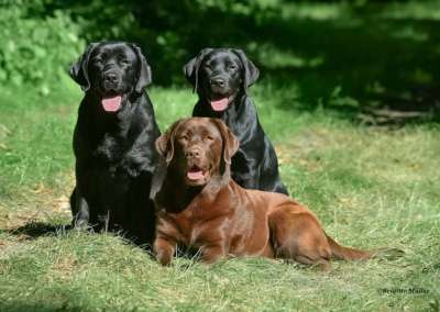 Labrador Retriever von der Mühlenheide