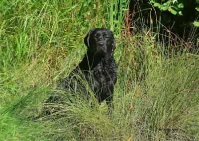 Labrador Retriever von der Mühlenheide