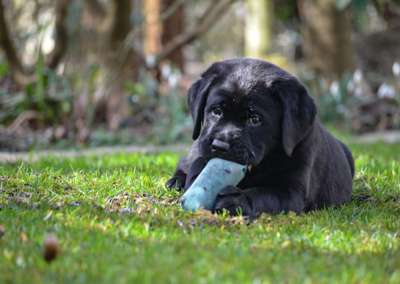 Labrador Retriever von der Mühlenheide