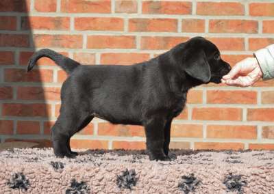 Labrador Retriever von der Mühlenheide