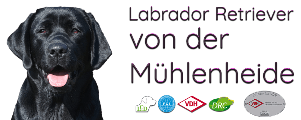 Labrador Retriever von der Mühlenheide